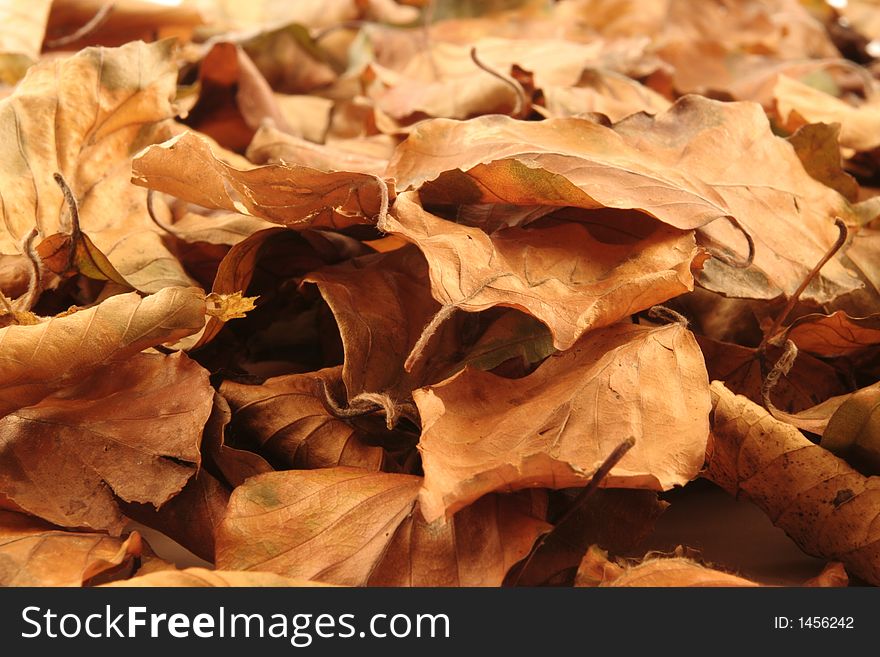 Close up of autumn leaves