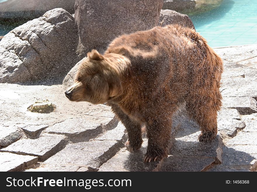 A bear is shaking water off after a refreshing swim