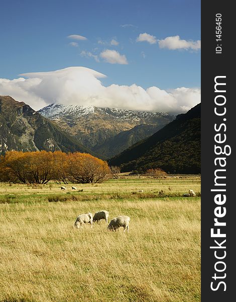 Sheeps during autumn in New Zealand. Sheeps during autumn in New Zealand