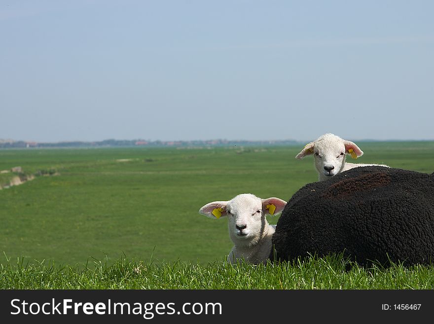 Two white baby sheep looking towards the photographer from behind their black mum. Two white baby sheep looking towards the photographer from behind their black mum