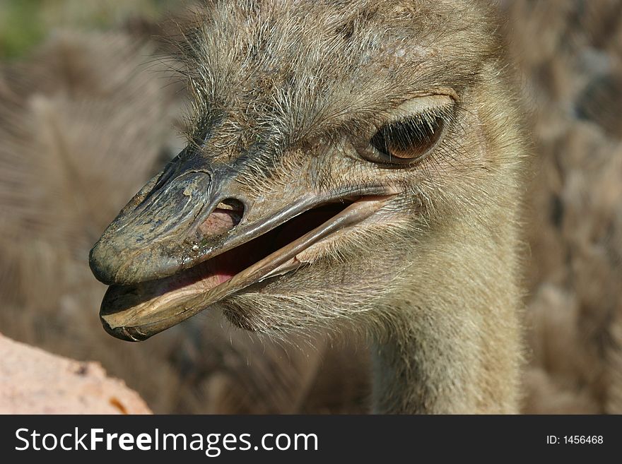 Curious ostrich looking into the camera. Curious ostrich looking into the camera