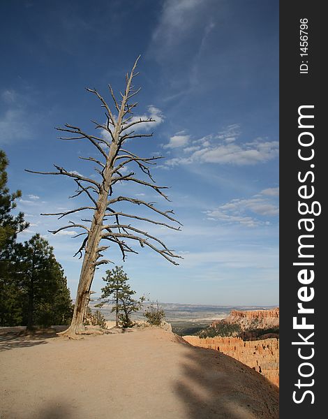 Tree in Bryce Canyon National Park