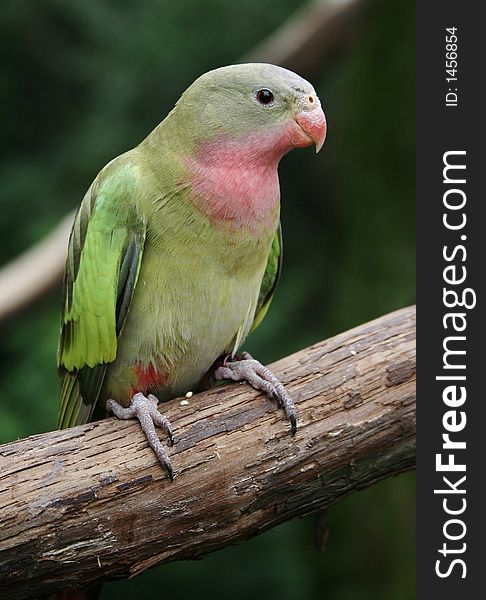 A photo of a lorikeet at a zoo