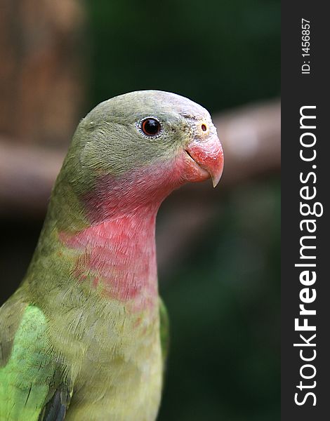 A photo of a lorikeet at a zoo