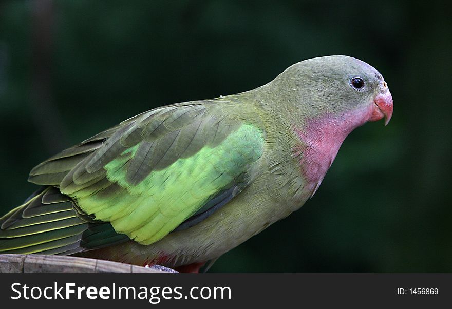 A photo of a lorikeet at a zoo