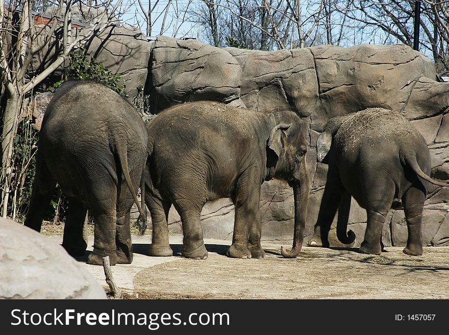 A photo of three elephants in a zoo