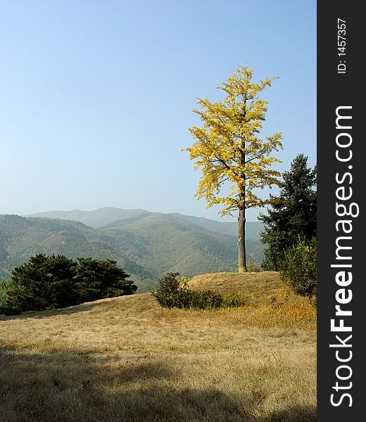 Autumn of scenery in a garden in china. Autumn of scenery in a garden in china