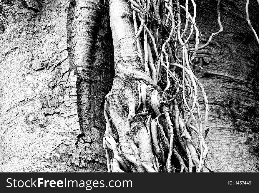 Exposed Branch system of a Fremantle Tree. Exposed Branch system of a Fremantle Tree