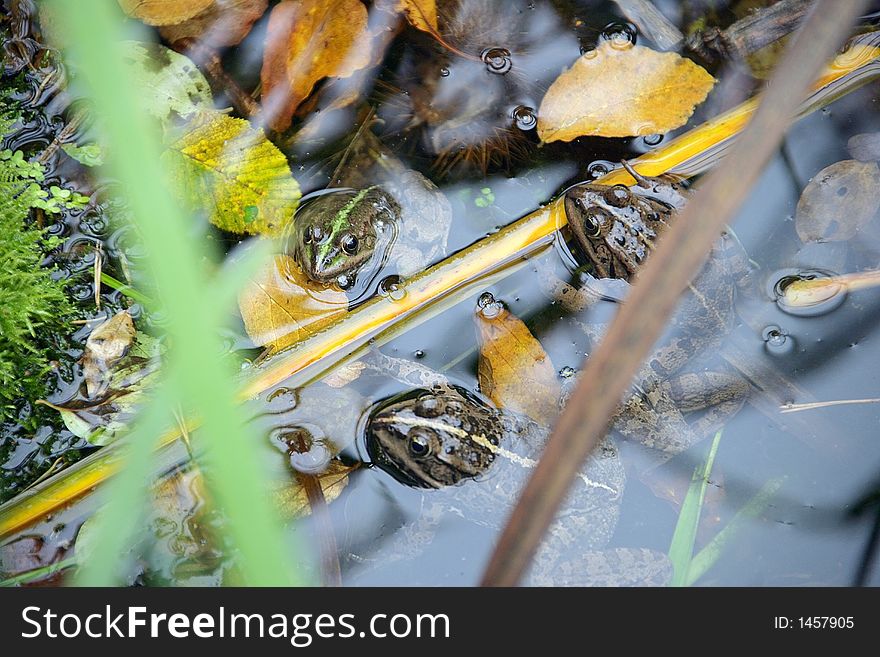Portrait of Three Marsh Frogs in Pool. Portrait of Three Marsh Frogs in Pool