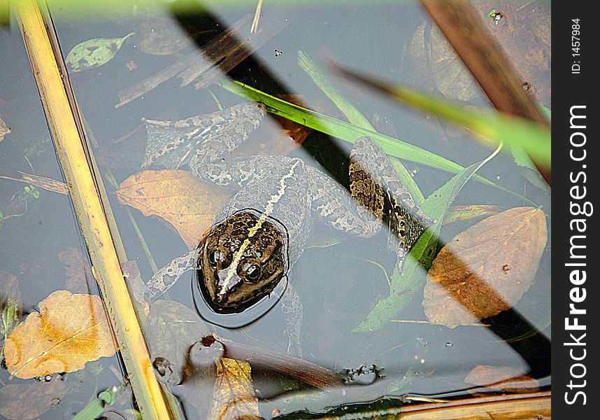 Portrait of Marsh Frog in Pool. Portrait of Marsh Frog in Pool