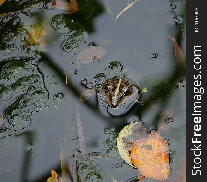Portrait of Marsh Frog in Pool. Portrait of Marsh Frog in Pool