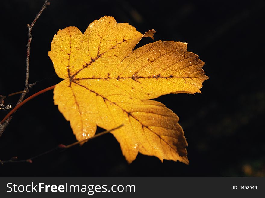 Purple leaf with frost crystals