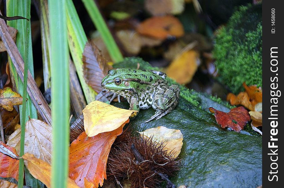 Portrait of Marsh Frog Near Pool. Portrait of Marsh Frog Near Pool