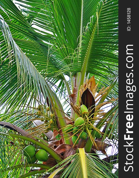 Coconut tree coming out with new fruits. Nice fresh green. Coconut tree coming out with new fruits. Nice fresh green.