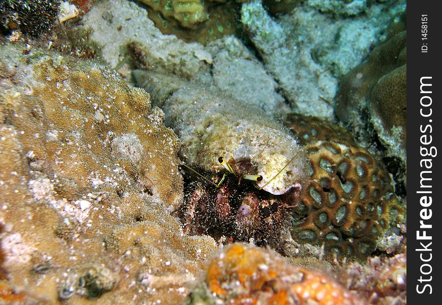 Crawling slowly on the sea bed looking for food. Crawling slowly on the sea bed looking for food