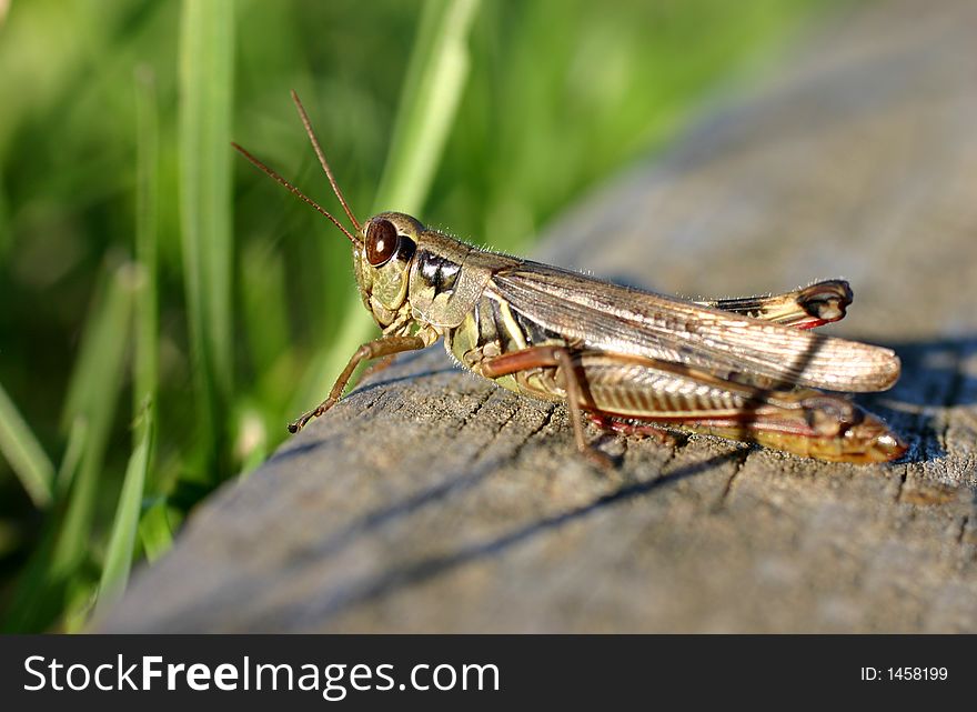 Macro of grasshopper as the sun was setting on him