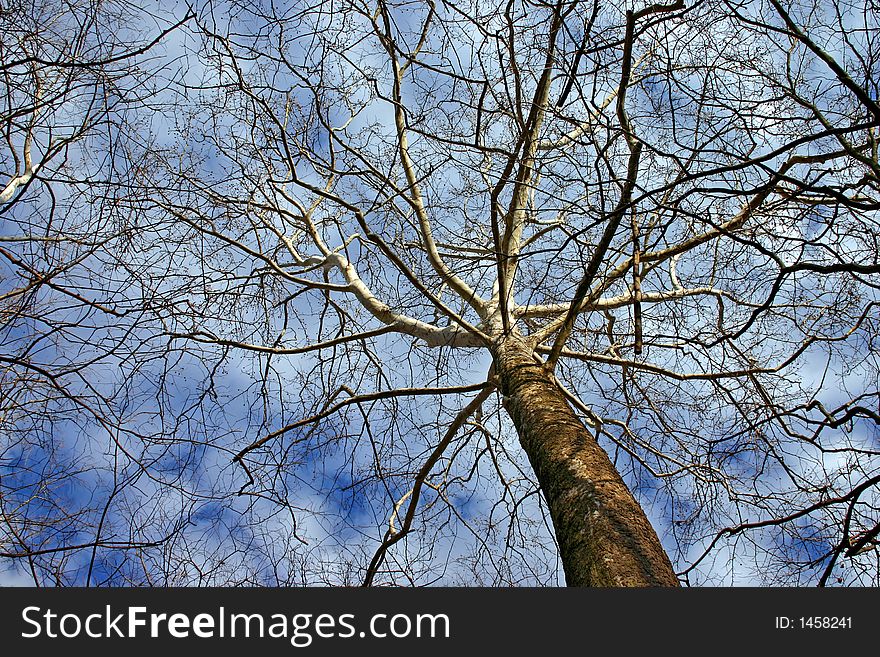 Bare winter birch tree against a cloudy blue sky