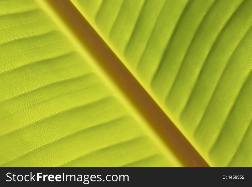 Palm inclined Banana Leaf