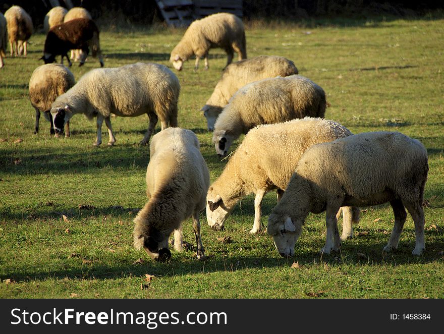 Sheep at the farmland on yhe north of montenegro. Sheep at the farmland on yhe north of montenegro