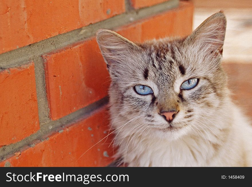 A Blue Eyed Cat