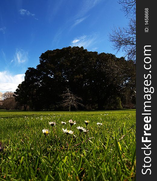 Lush green grass with daisies in foreground, a young tree in the distance in front of a small forest with a bright blue sky. Lush green grass with daisies in foreground, a young tree in the distance in front of a small forest with a bright blue sky