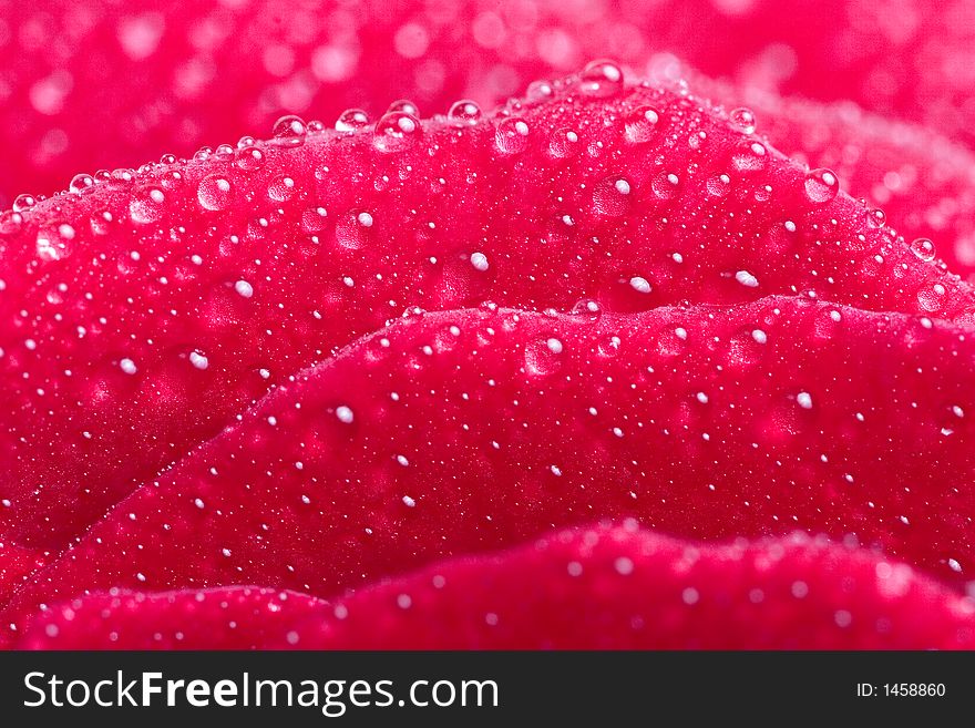 Closeup of red rose petails covered dew