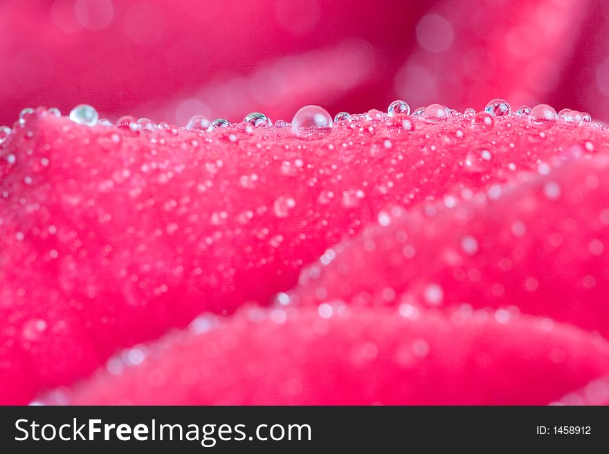 Closeup of red rose petails covered dew