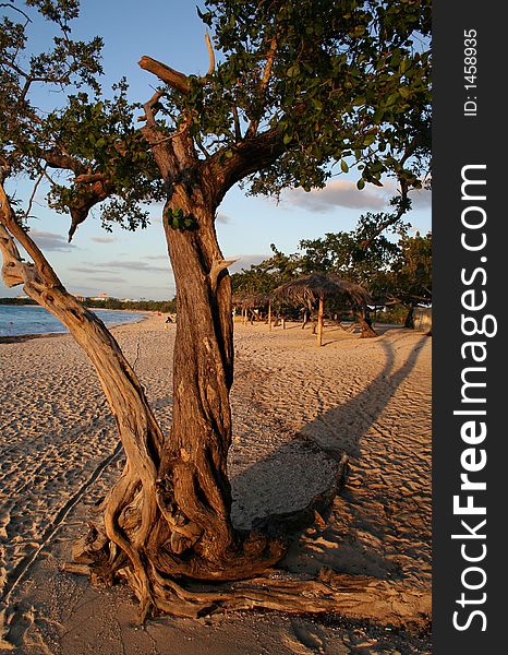 Old Tree On The Beach