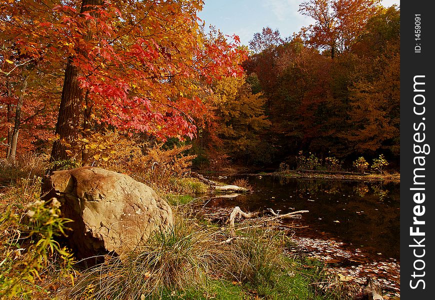 Fall Color In A Park