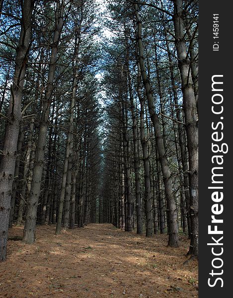 Pine Tree Trail