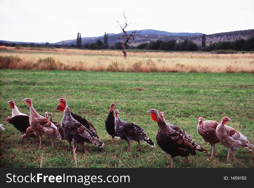 Floch of turkeys on the field and  old tree