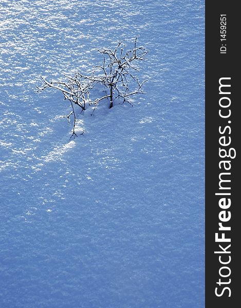 Blanket of fresh powdery snow with highlights and shadows and a small tree