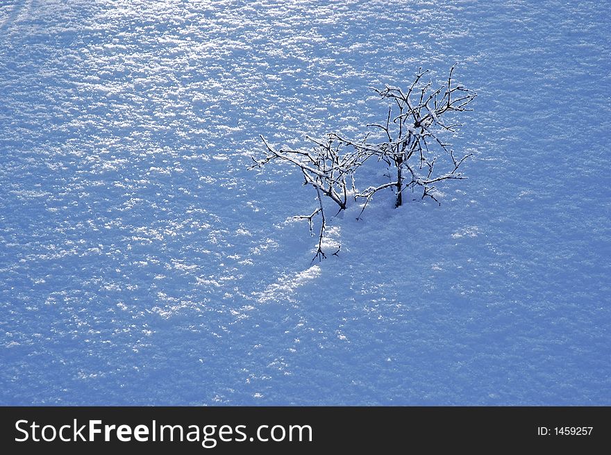 Blanket of fresh powdery snow with highlights and shadows and a small tree