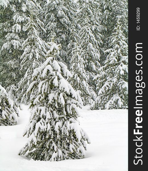 Stand of pine trees covered in snow in the winter. Stand of pine trees covered in snow in the winter