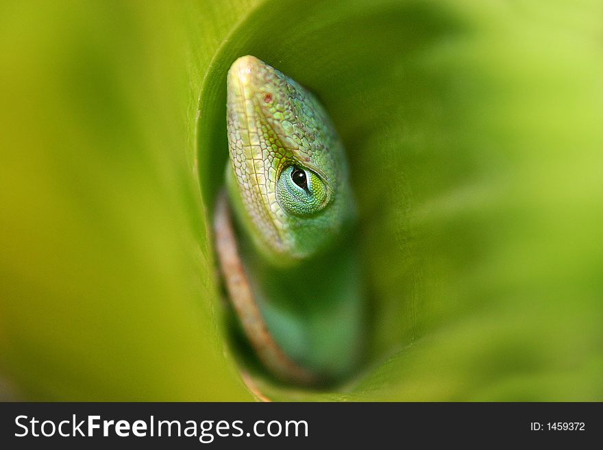 Lizard hiding in plant surrounded by green leaves. Lizard hiding in plant surrounded by green leaves