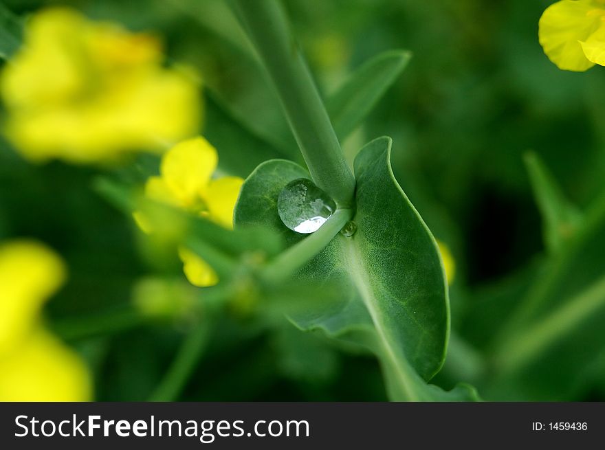 Green leaf and drops. Green leaf and drops