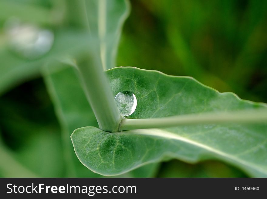 Green leaf and drops. Green leaf and drops