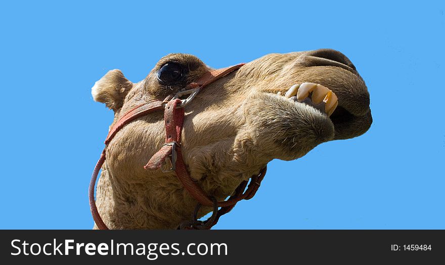 Goofy camel with teeth sticking out