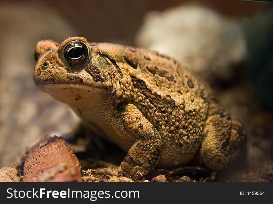 Big Toad side view close up