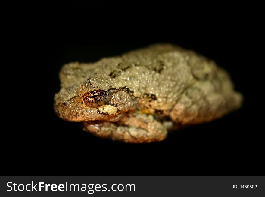 Cute ugly tree frog with black background