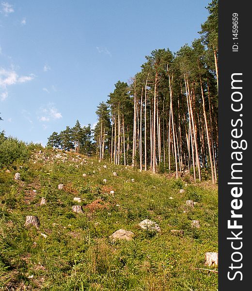 Czech forest after wood harvest