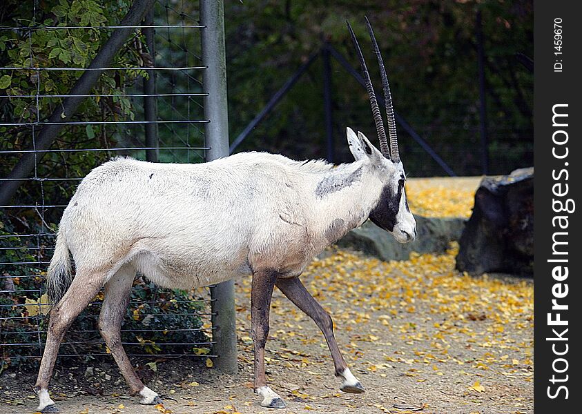 Portrait of a Longicorn Arabian Oryx. Portrait of a Longicorn Arabian Oryx