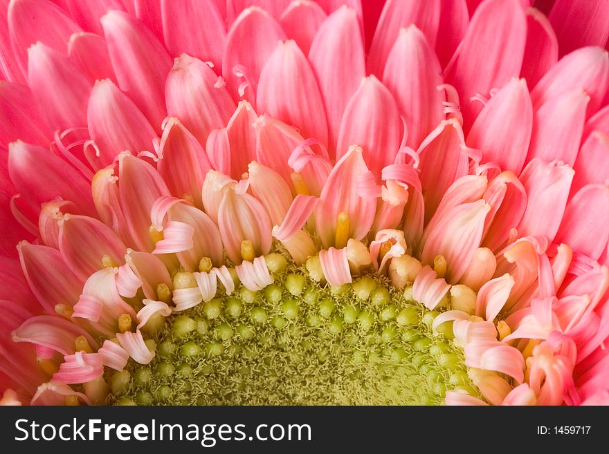 Closeup of pink daisy with water droplets