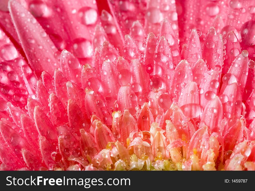 Closeup of pink daisy with water droplets. Closeup of pink daisy with water droplets