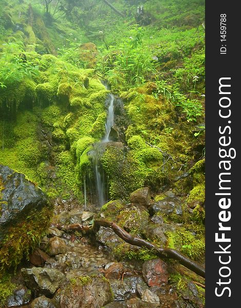 Waterfall in the rainforest on the Olympic Peninsula of Washington State. Waterfall in the rainforest on the Olympic Peninsula of Washington State