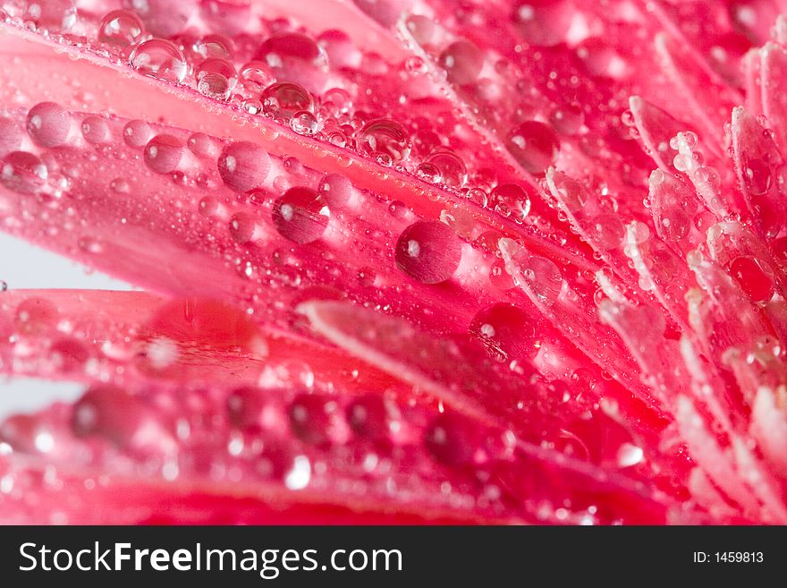 Closeup of pink daisy with water droplets. Closeup of pink daisy with water droplets