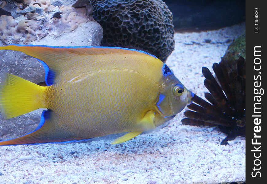Yellow fish at the bottom of an aquarium
