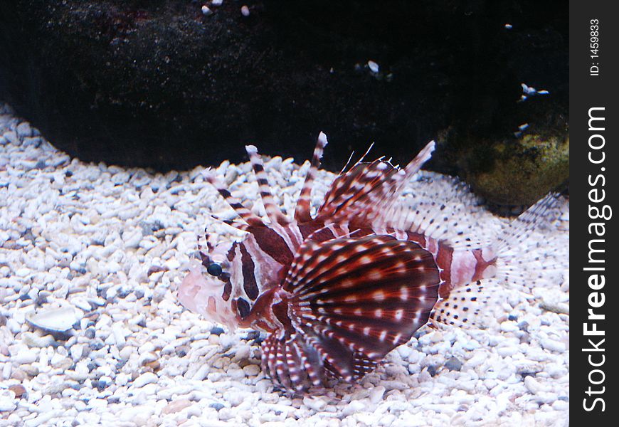 Red fish in an aquarium of a zoo