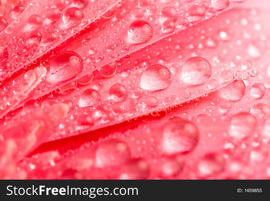 Closeup of pink daisy with water droplets