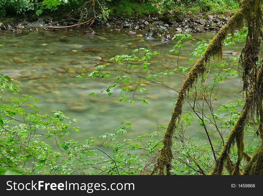 River in the rainforest on the Olympic Peninsula of Washington State. River in the rainforest on the Olympic Peninsula of Washington State